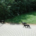 Vom Hunger geplagt verfolgen sie einen Hund